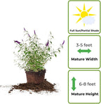 Perfect Plants Black Knight Butterfly Shrub 1 Gallon | Live Bush for Outdoor Planting | Attracting Pollinators Like Butterflies, Bees, and Hummingbirds | Beautiful Dark Purple Flowers in Summer