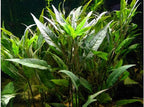 Florida 10 Species Live Aquarium Plants Bundle