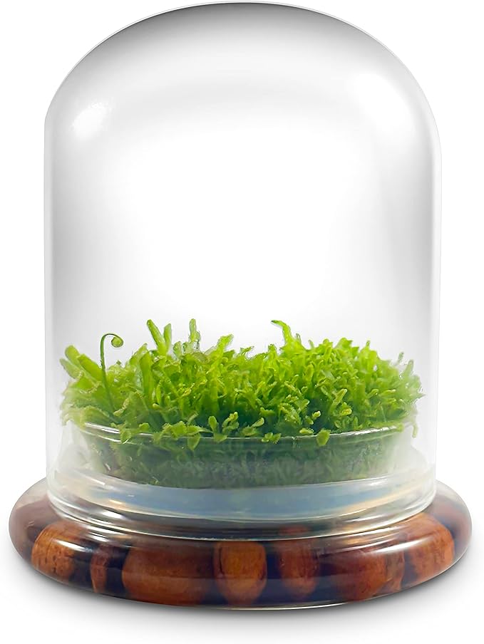 Bloomify Live Sundew Carnivorous Plants Live – Self-Growing Moss – No Maintenance Terrarium – Long-Lasting - Ecosystem