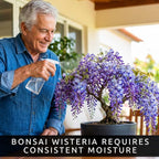Purple Wisteria Tree Seedling for Planting - 1 Year Old Well Rooted Seedling - Starter for Bonsai Training or Outdoor Planting – Deciduous Flowering Vine Tree