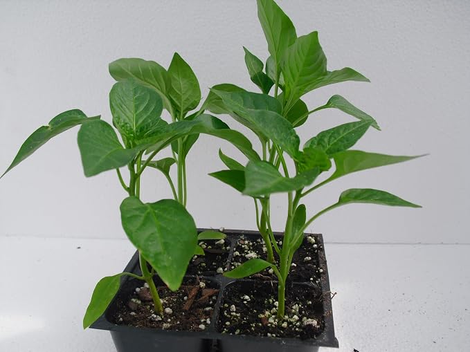 Wiri Wiri Pepper Plants, Rare Caribbean Chili, Fruity and Spicy, Indoor and Outdoor Growing, 2 Live Starter Plants