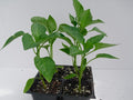 Wiri Wiri Pepper Plants, Rare Caribbean Chili, Fruity and Spicy, Indoor and Outdoor Growing, 2 Live Starter Plants