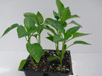 Wiri Wiri Pepper Plants, Rare Caribbean Chili, Fruity and Spicy, Indoor and Outdoor Growing, 2 Live Starter Plants
