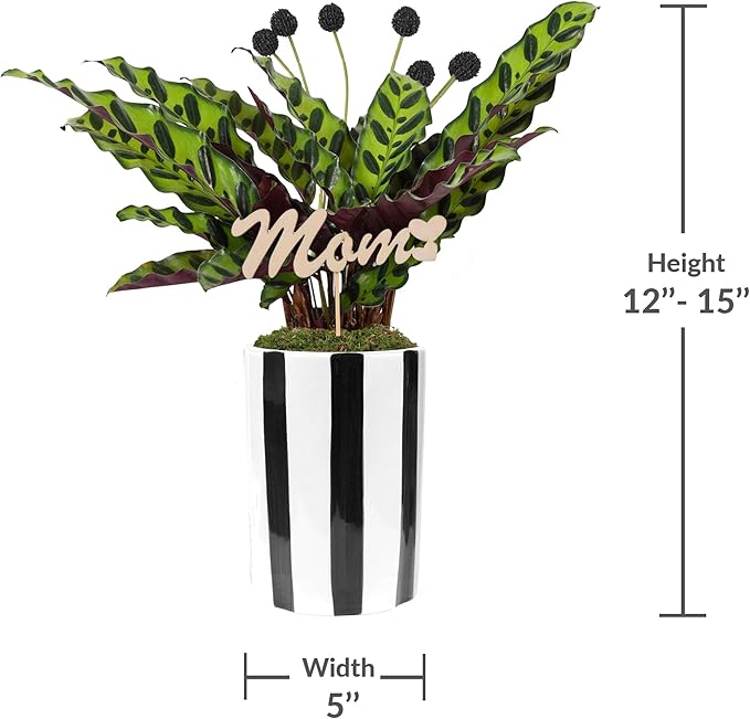 Green Circle Growers 5" Calathea in Black and White Pot with Mom Pick, Live Indoor Plants, House Plant
