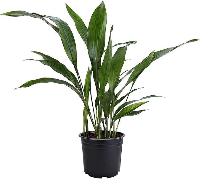 American Plant Exchange Cast Iron Plant – Live 6-Inch Potted Evergreen, Low-Maintenance Hardy Houseplant, Drought-Tolerant & Low-Light Indoor Plant for Home, Office & Shade Gardens