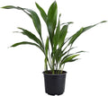 American Plant Exchange Cast Iron Plant – Live 6-Inch Potted Evergreen, Low-Maintenance Hardy Houseplant, Drought-Tolerant & Low-Light Indoor Plant for Home, Office & Shade Gardens