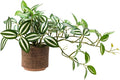 8.5" Artificial Trailing Peperomia Vine in Textured Light Coffee Ceramic Pot 12" Wide Lifelike Faux Round-Leaf Plant for Indoor Home Office Desk Shelf Bathroom Decor
