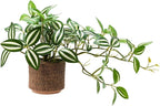 8.5" Artificial Trailing Peperomia Vine in Textured Light Coffee Ceramic Pot 12" Wide Lifelike Faux Round-Leaf Plant for Indoor Home Office Desk Shelf Bathroom Decor