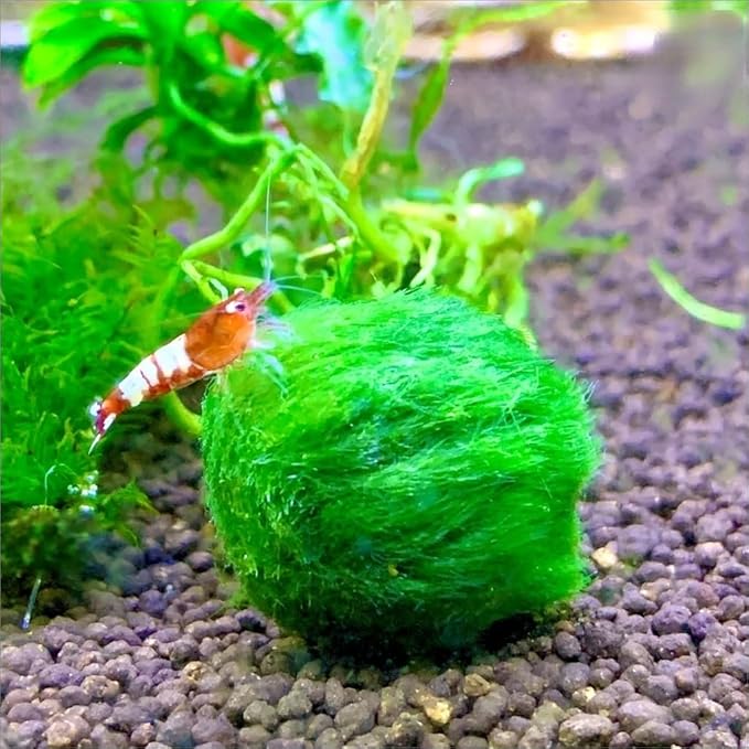2Pcs Moss Balls for Fish Tank Aquarium Plants Freshwater marimo Decorative, Green, 1.2-1.5" (2)