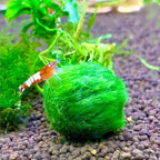 2Pcs Moss Balls for Fish Tank Aquarium Plants Freshwater marimo Decorative, Green, 1.2-1.5" (2)