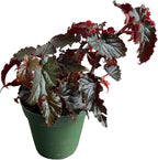 Begonia Black Magic, Begonia Rex, 4 inch Pot, Very Unique and Easy to Care Live Plant