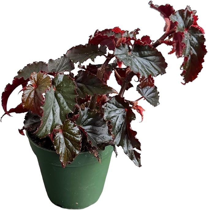 Begonia Black Magic, Begonia Rex, 4 inch Pot, Very Unique and Easy to Care Live Plant