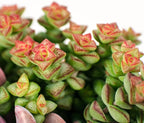 Altman Plants 3.5" Crassula Baby Necklace, Succulent Plants Live Succulents Plants Live Indoor Plants Live Houseplants Live Indoor House Plants Indoors Live Plants Outdoor Plants Live Succulent Plants