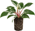 Philodendron Plant Live, Rare Variegated Philodendron Houseplant for Planting, Home Office Decor 4 to 8 Inches (White Variegated)