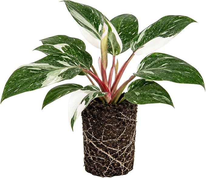 Philodendron Plant Live, Rare Variegated Philodendron Houseplant for Planting, Home Office Decor 4 to 8 Inches (White Variegated)