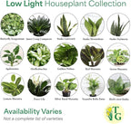 Thorsen's Greenhouse Live Low Light Houseplants (4 Pack), Easy to Grow Indoor Plants, Grower's Choice Bundle, 4-inch Diameter Established Plants, Nursery Pot (4-Pack)