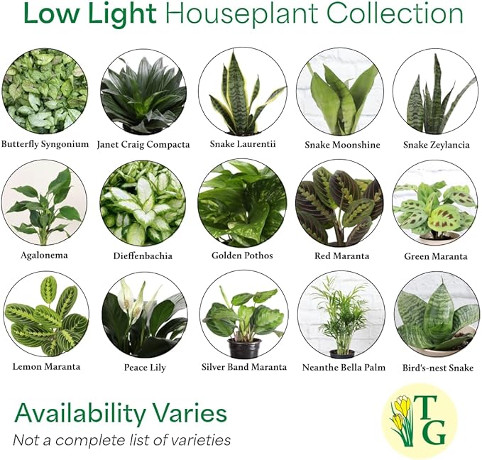 Thorsen's Greenhouse Live Low Light Houseplants (3 Pack), Easy to Grow Indoor Plants, Grower's Choice Bundle, 4-inch Diameter Established Plants, Decorative Coffee Ruffled Pot (3-Pack)