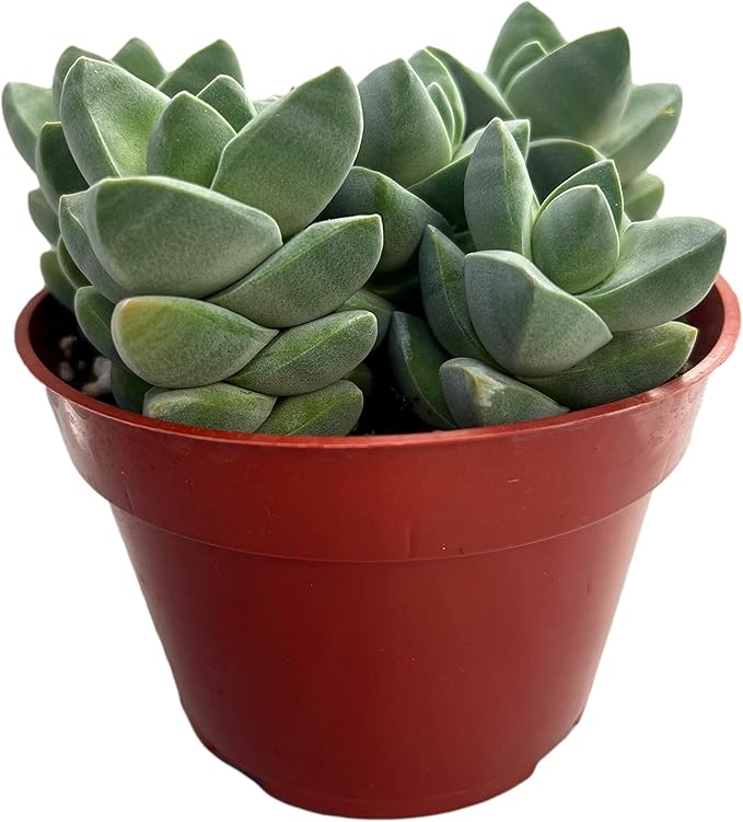 FATPLANTS Succulent Plant(s) Fully Rooted in 4 inch Planter Pots with Soil - Real Succulent Live Potted Succulents/Unique Indoor Cactus Decor (1, Crassula Ivory Towers)