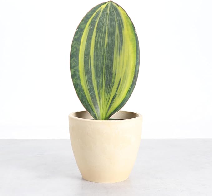 Thorsen's Greenhouse Live Variegated Whale Fin Snake Plant, Low Light, Collector Houseplant, 4-inch Diameter Mature Plant (Natural)