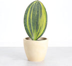 Thorsen's Greenhouse Live Variegated Whale Fin Snake Plant, Low Light, Collector Houseplant, 4-inch Diameter Mature Plant (Natural)