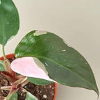 Philodendron Pink Princess Live Plant for Indoor | Different Houseplants in 4'' & 6'' Pot | Real House Plant for Living Room, Office, Desk & Bathroom | Pink Princess | erubescens