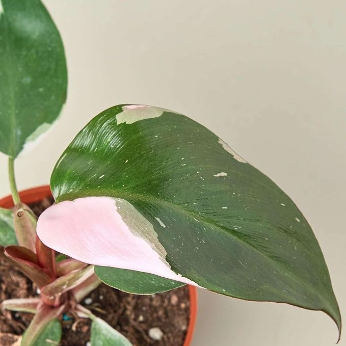 Philodendron Pink Princess Live Plant for Indoor | Different Houseplants in 4'' & 6'' Pot | Real House Plant for Living Room, Office, Desk & Bathroom | Pink Princess | erubescens