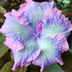 50+ Rare Hibiscus Seeds for Planting - Black Pink Purple Hibiscus Seeds Non-GMO Perennial Hardy Giant Flowers