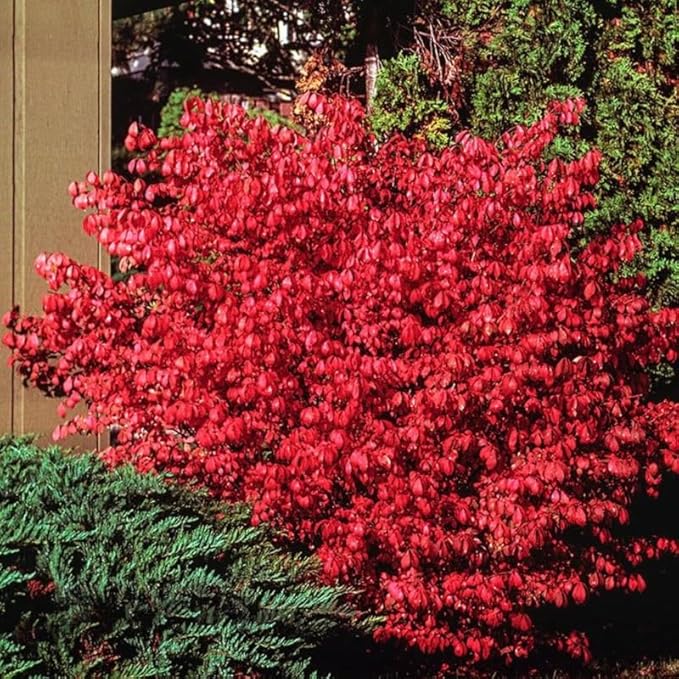 Dwarf Burning Bush Live Plant in 4" Pot, Hardy Landscape Plant for Borders and Garden Design, Red Shrub