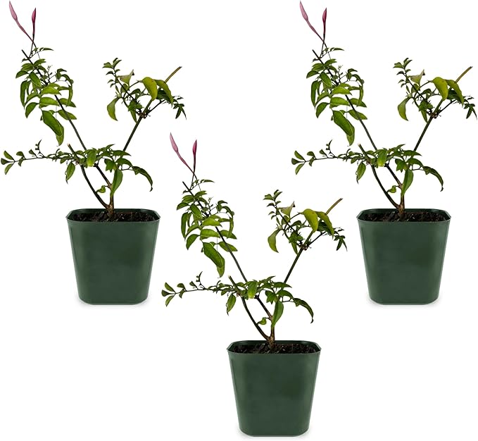 My Shelfie - Mini Pink Jasmine Plant Vine, Jasmine Plant Starter in 2-Inch Pot, Live Plants Outdoor Setting, Jasmine Plant Live Grows to 3-5 Inches, Pet-Friendly, 3-Piece