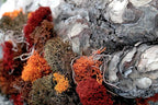 Super Moss (25122) Reindeer Moss Preserved, Red, 2oz