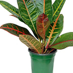 Live Croton Petra, Variegated Tropical Plant, Miracle Bush, Garden Croton, Mother's Day Gift, Valentine's Gift, Office Potted Plant, Mom Birthday Gift, Housewarming Gift in 4" Pot