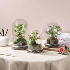 WHJY 8 inches Glass Cloche for Indoor Plants Small Terrarium Glass Cloche with Base Mini Cloche Dome with Base for Display Home Decor