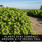 Iron Cross Shamrock Bulbs - 20 Bulbs to Plant - Good Luck Plant - Fast Growing Year Round Color Indoors or Outdoors - Oxalis Shamrock Bulbs