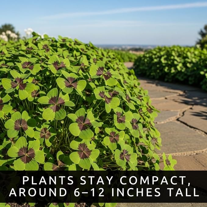 Iron Cross Shamrock Bulbs - 20 Bulbs to Plant - Good Luck Plant - Fast Growing Year Round Color Indoors or Outdoors - Oxalis Shamrock Bulbs