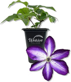Clematis Venosa Violacea - 1 Live Starter Plant in a 2 Inch Growers Pot - Starter Plants Ready for The Garden - Rare Clematis for Collectors