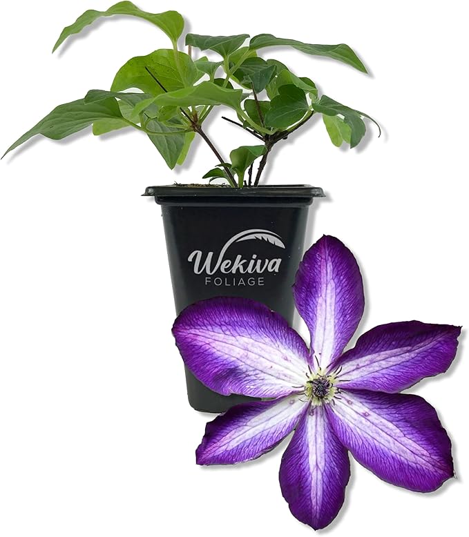 Clematis Venosa Violacea - 1 Live Starter Plant in a 2 Inch Growers Pot - Starter Plants Ready for The Garden - Rare Clematis for Collectors