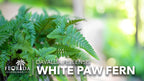 White Paw Fern | 3 Live Plants | Davallia Tyermanii | Indoor Outdoor Tropical Foliage | Fuzzy Root Houseplant | Exotic Decorative Greenery | Pet Safe