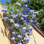 3 Blue Plumbago Plants Live, 4-7 Inches Tall, Tropical Flowering Shrub for Garden or Containers