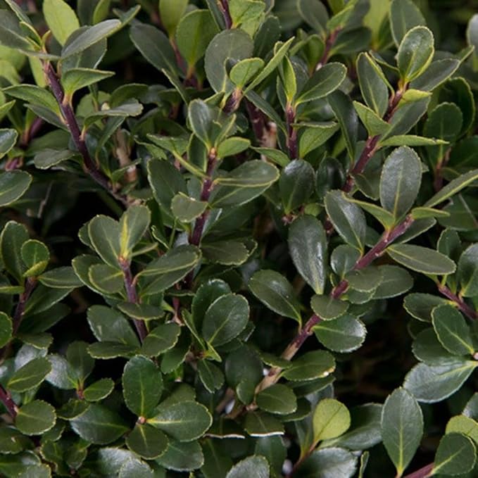 RedCrocus Compacta Japanese Holly Ilex crenata- Evergreen Shrub for Borders & Containers, Pet Safe, Deer Resistant, Low Maintenance, Fine Foliage 3 Gallon