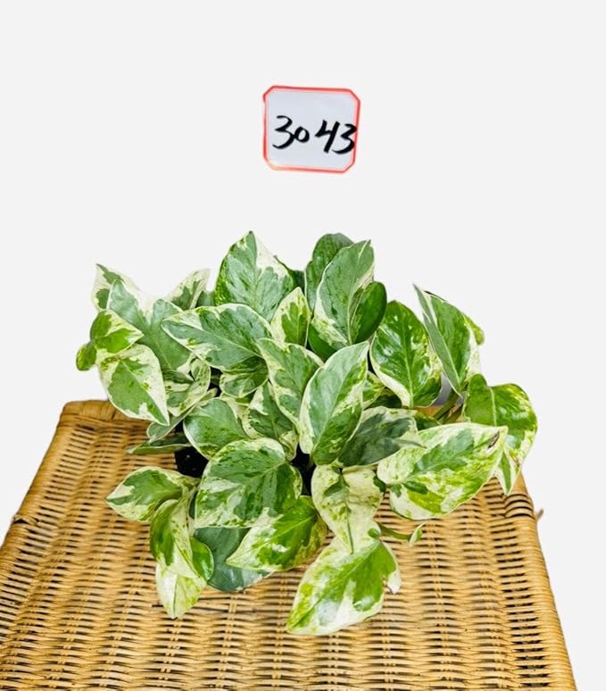 RedCrocus Pearls and Jade Pothos- Indoor Plant with Variegated Green and White Foliage, Air-Purifying, Easy Care, Pet Warning, Hanging & Wall Garden Suitable 8" Hanging Basket
