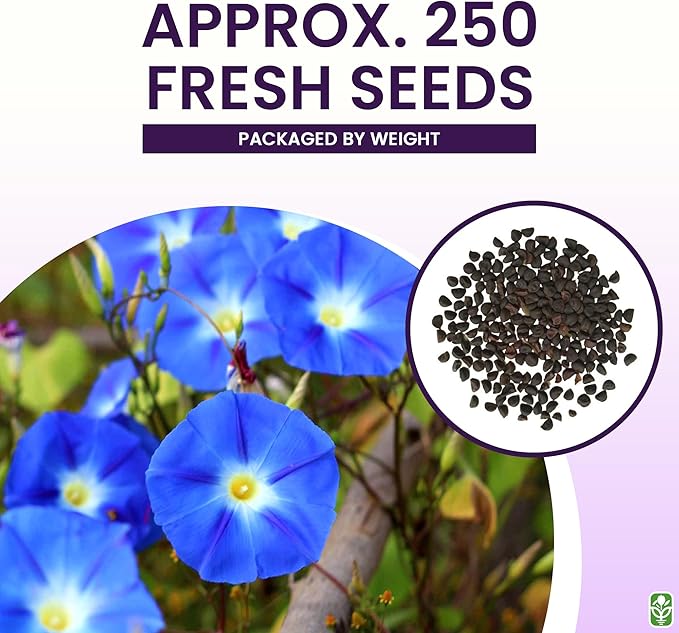 Morning Glory Seeds for Planting - 250 Fresh Seeds - Heavenly Blue Climbing Vine Flower Seed - Attracts Butterflies & Hummingbirds - Fast Growing Ivy - Grown in The USA