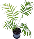 Chamaedorea elegans (Parlor Palm) – Live Indoor Palm Tree | Easy-Care Houseplant | Air-Purifying Tropical Plant (No Pot) (2, Medium)