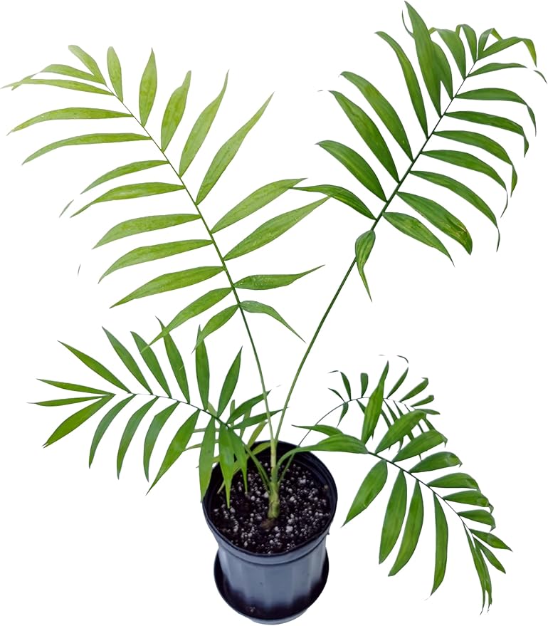 Chamaedorea elegans (Parlor Palm) – Live Indoor Palm Tree | Easy-Care Houseplant | Air-Purifying Tropical Plant (No Pot) (2, Medium)