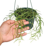 Hoya Linearis Live Plant in 6” Hanging Pot – Rare Trailing Houseplant with Fuzzy Foliage - Hoya Plants Live Houseplants - Air Purifying Plant - Ships from CA (6" Hanging Pot, Long)