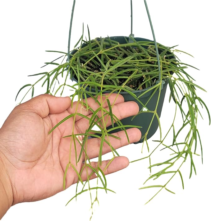 Hoya Linearis Live Plant in 6” Hanging Pot – Rare Trailing Houseplant with Fuzzy Foliage - Hoya Plants Live Houseplants - Air Purifying Plant - Ships from CA (6" Hanging Pot, Short)