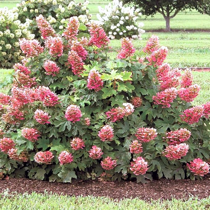 Hydrangea Live Plant, 6-12 Inch Tall, Hardy Flowering Shrub in 2.5" Pot, Outdoor Garden Hydrangea Bush (Ruby Hydrangea)