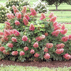 Hydrangea Live Plant, 6-12 Inch Tall, Hardy Flowering Shrub in 2.5" Pot, Outdoor Garden Hydrangea Bush (Ruby Hydrangea)