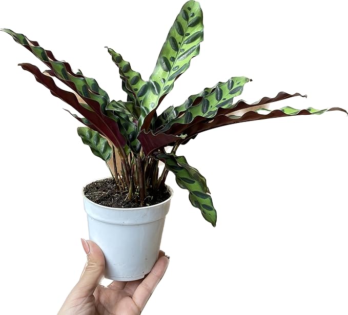 Calathea Lancifolia 'Rattlesnake' in 4" Pot - Calathea Live Plant - Rattlesnake Live Plant - Best Air Purifying Plant - CA Seller