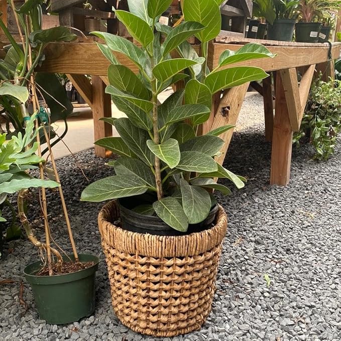 RedCrocus Fiddle Leaf Fig (Ficus lyrata) Indoor Plant, Large Green Foliage, Perfect for Living Rooms & Offices, Easy Care, Air Purifier, Container Friendly 10" Pot