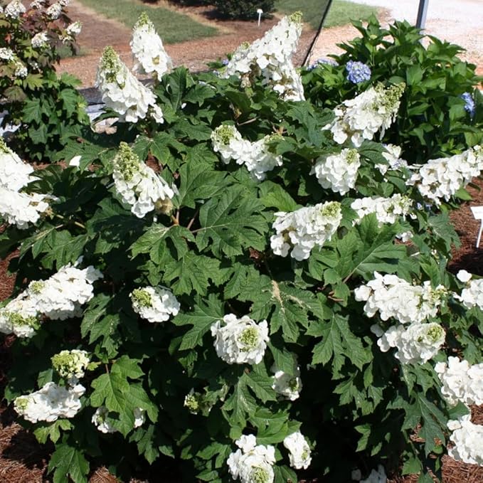 Hydrangea Live Plant, 6-12 Inch Tall, Hardy Flowering Shrub in 2.5" Pot, Outdoor Garden Hydrangea Bush (Oakleaf Hydrangea)
